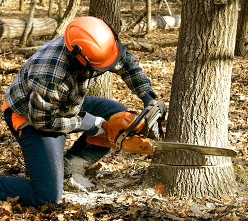 Tree Removal in Wilmington, IL